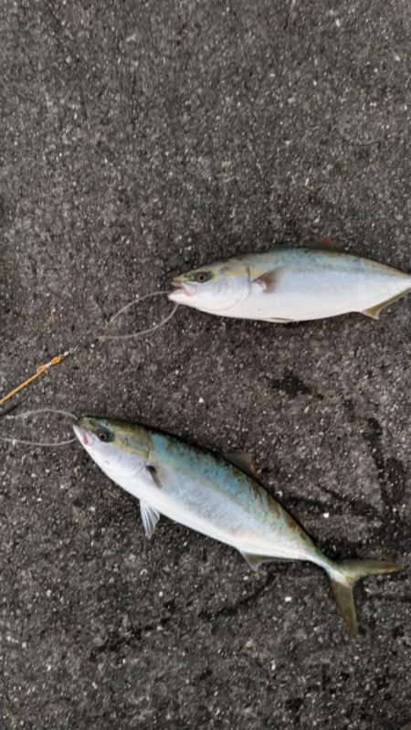 ルアーは、厳しい‼þ…