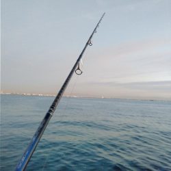 青物は何処へ、終了？