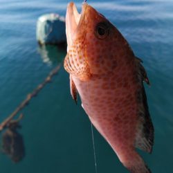 タチウオ他狙い