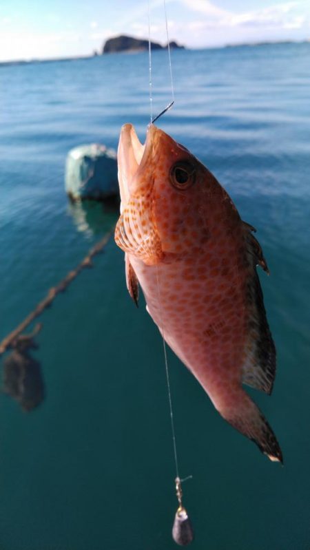 タチウオ他狙い