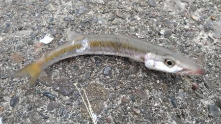 タチウオ他狙い