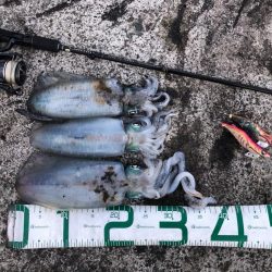 2022 佐渡ヶ島エギング 41回目【11月2日】