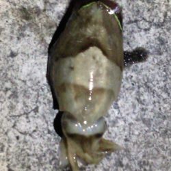 釣れてビックリ