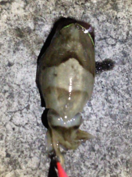 釣れてビックリ