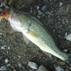 11月のバス釣り