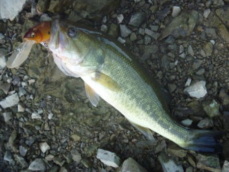 11月のバス釣り