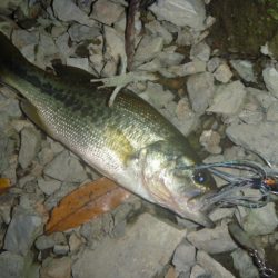 秋のブラックバス