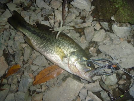 秋のブラックバス