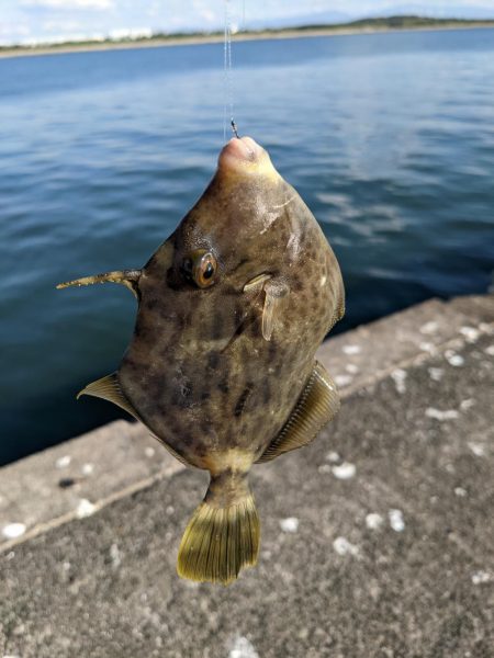 沖堤防でカワハギパラダイス