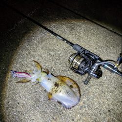 大雨!アオリ3杯&良型シーバス(・x・*)!