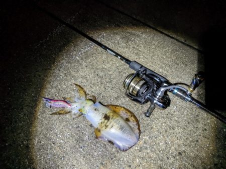 大雨!アオリ3杯&良型シーバス(・x・*)!