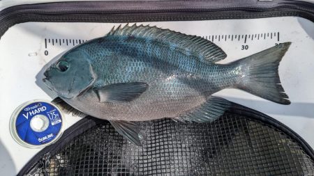 秋グレの数釣り