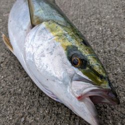 サバからのメジロ笑