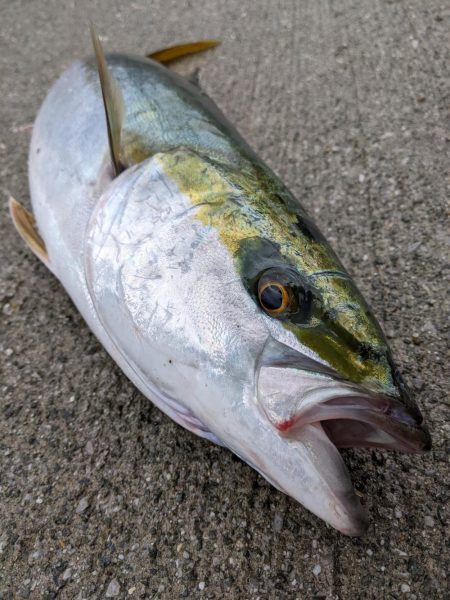 サバからのメジロ笑