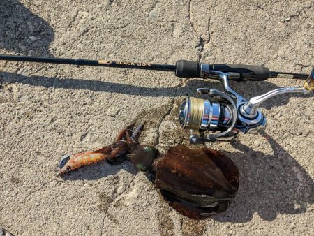 30分エギング！まだおった(・x・*)