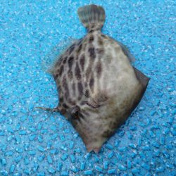 激渋カワハギ釣行