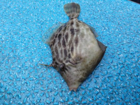 激渋カワハギ釣行