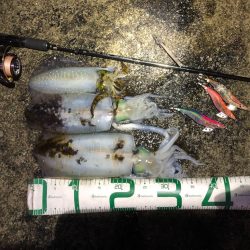 2022 佐渡ヶ島エギング 51回目【11月22日】