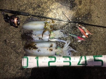 2022 佐渡ヶ島エギング 51回目【11…