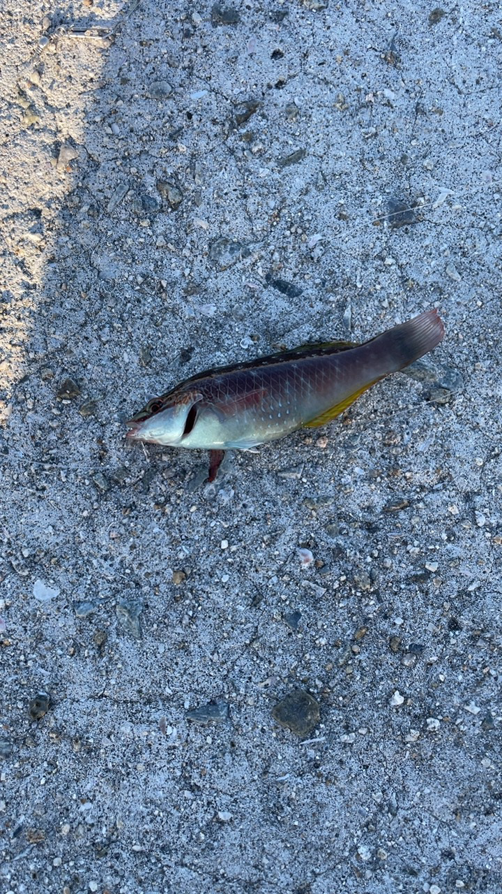 尺アジを探して