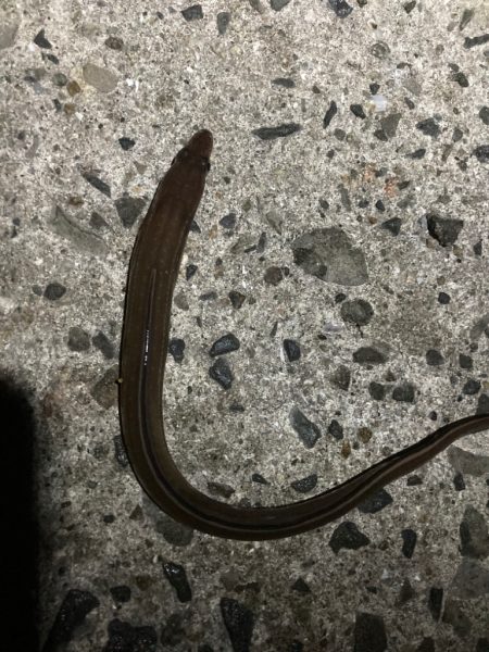 久しぶりのアナゴ