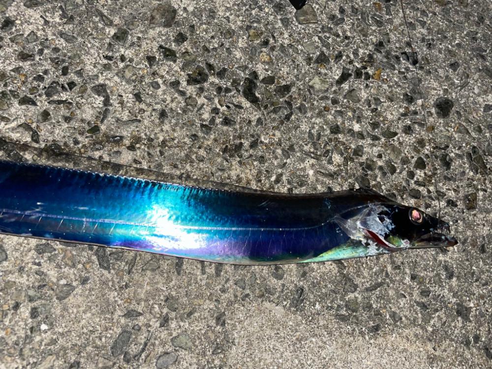 ウキ釣りでのタチウオ