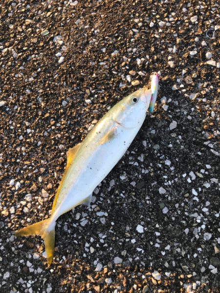 ワカナ、メッキ