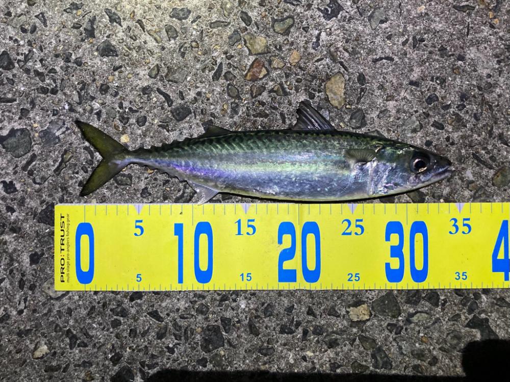 楽しいライトゲーム