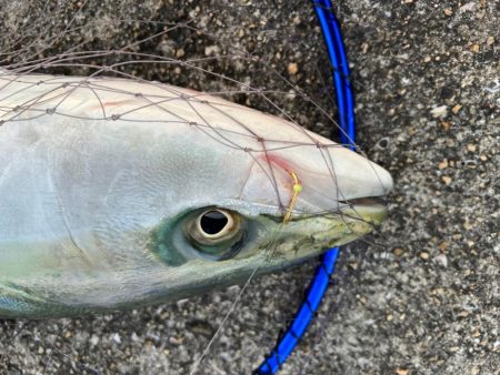 帰ろうとしたその時、ウグイがメジロに変身！…