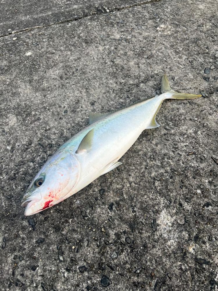 アタリ日の失敗