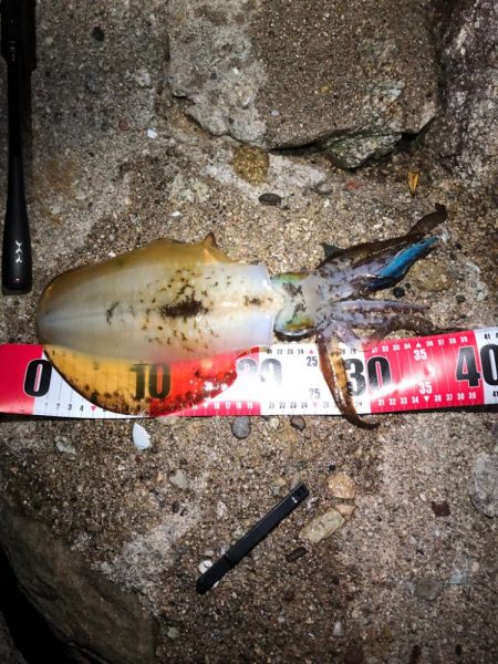 アオリを求めて