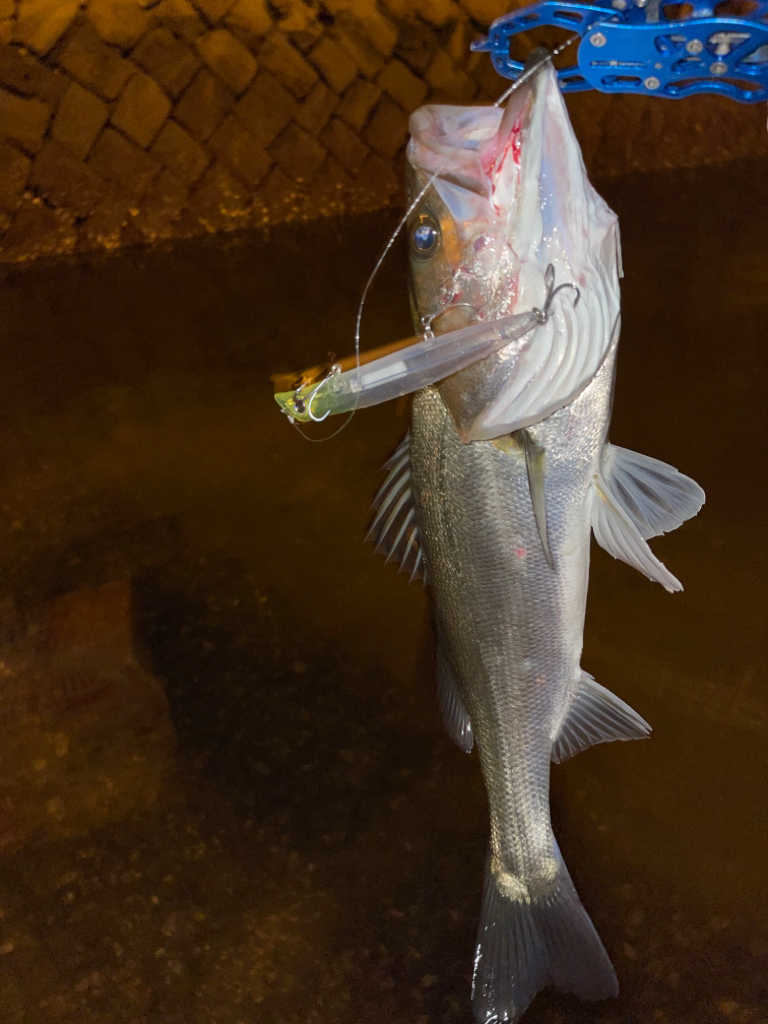 明暗のシーバスゲーム