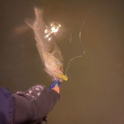 今日は逃げずにシーバスゲーム