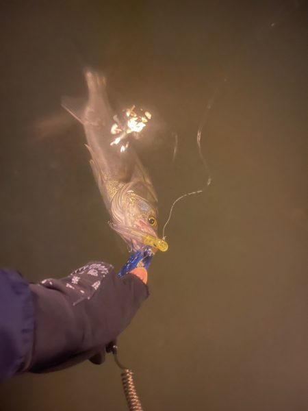 今日は逃げずにシーバスゲーム