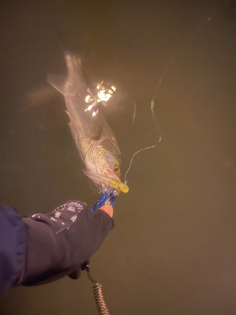 今日は逃げずにシーバスゲーム