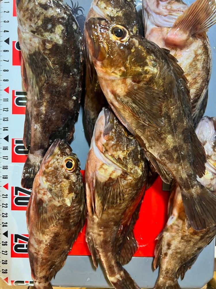 メバリング調査！！