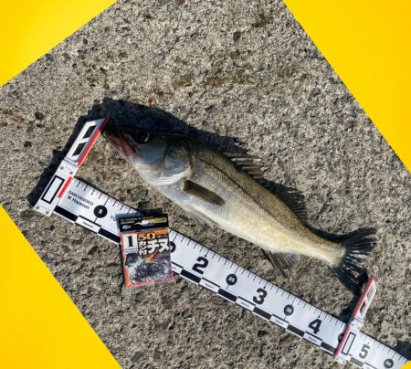 サイズが少し良く