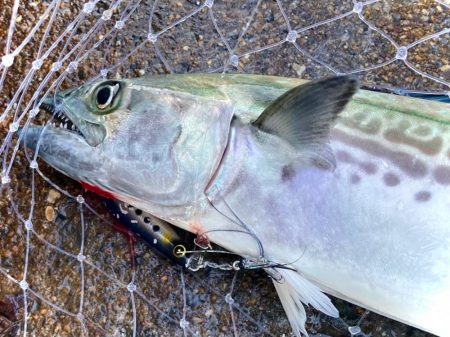 本日はサワラ・サゴシ祭りにゃ！