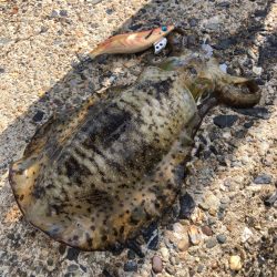 シャローに幸あり