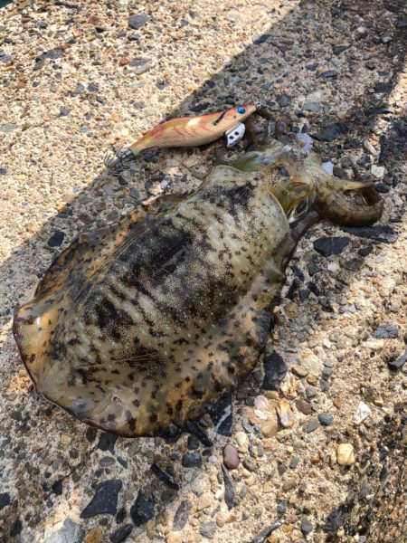 シャローに幸あり