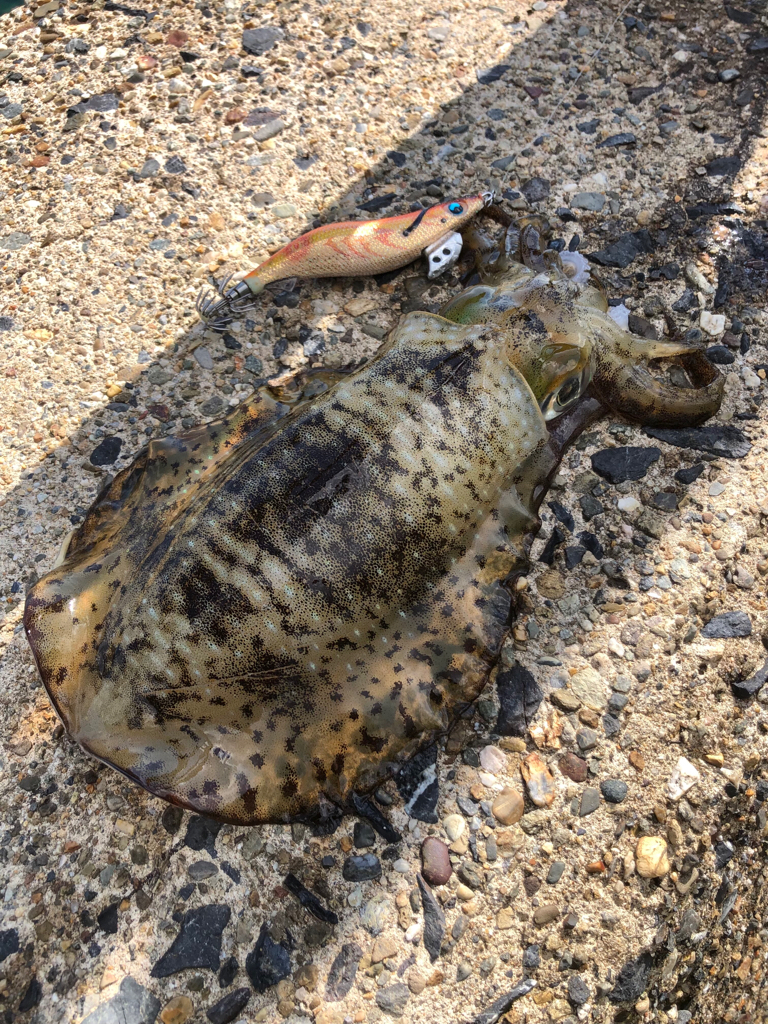 シャローに幸あり