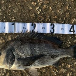 チヌ、シーバス