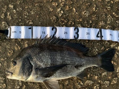 チヌ、シーバス