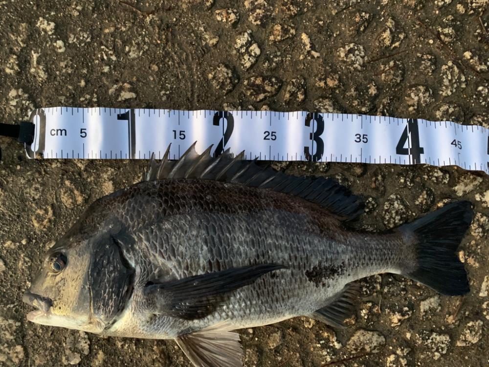 チヌ、シーバス