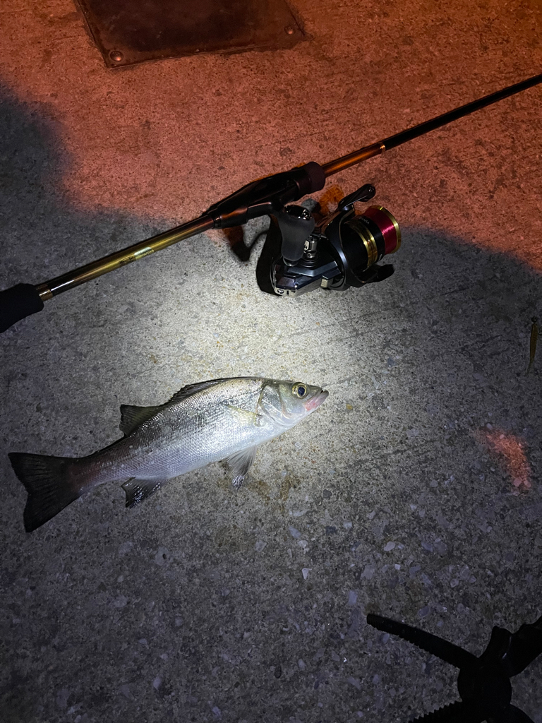 アジングでシーバス