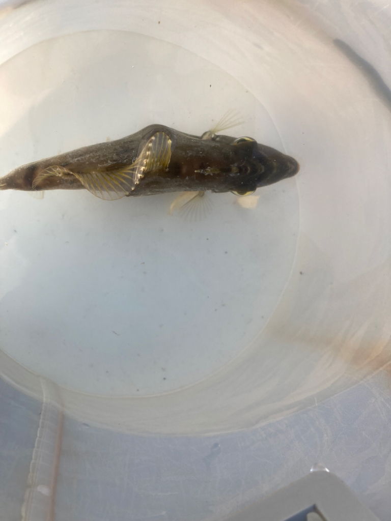 ナイトじゃないと