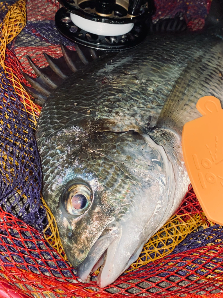 ヘチってきました