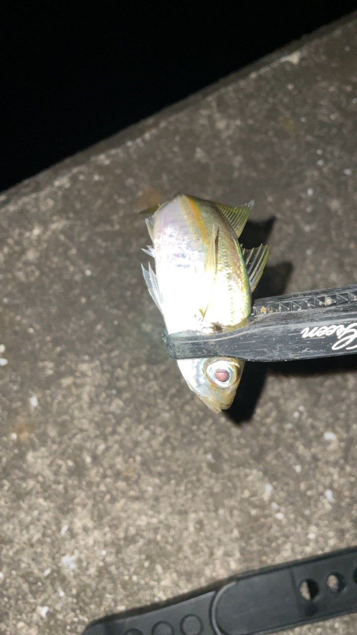 アジングナイト