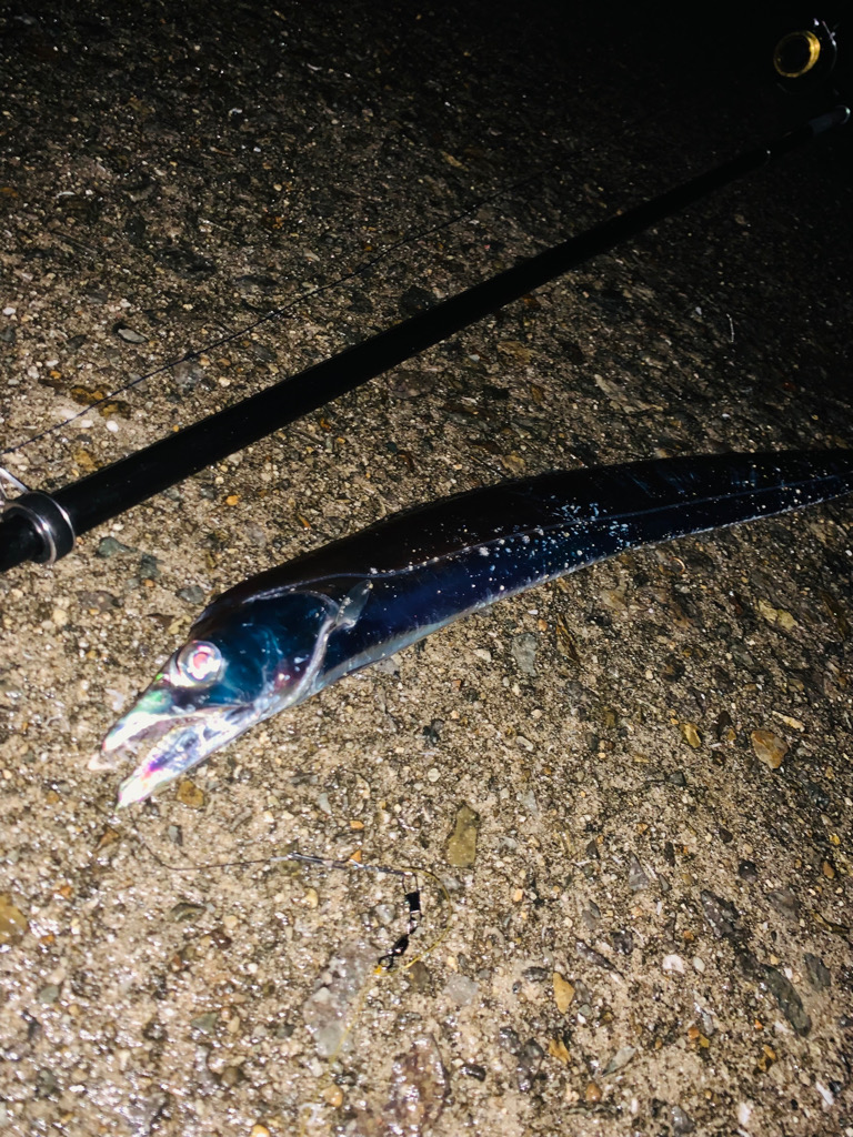 F3.5 今年の2匹目