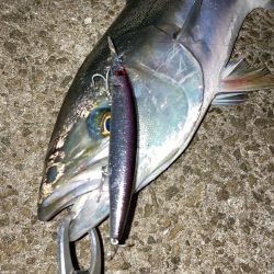 ⭐︎複雑な釣果